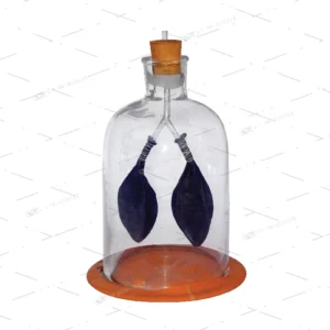 LUNG DEMONSTRATION APPARATUS