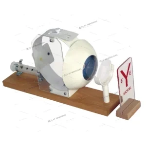 EYE MODEL, FUNCTIONAL