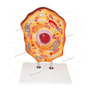 ANIMAL CELL