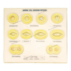 ANIMAL CELL DIVISION MITOSIS