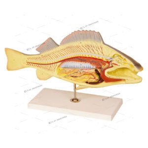 FISH DISSECTION (Carp)