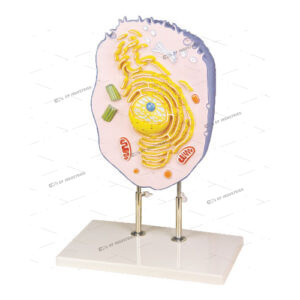 ANIMAL CELL MODEL (New designed)