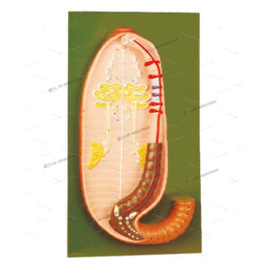 EARTHWORM DISSECTION (Pheretima posthuma)