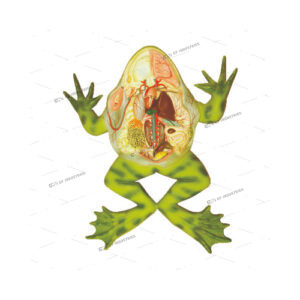 FROG DISSECTION
