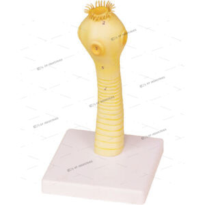 HEAD OF THE PORK TAPE WORM