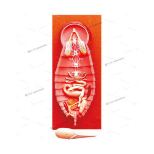 COCKROACH DISSECTION (MALE)