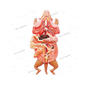 RAT DISSECTION(Female)