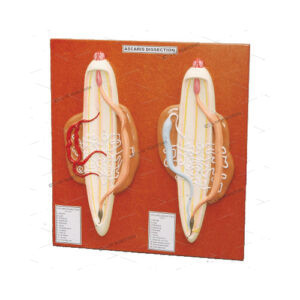 ASCARIS MALE AND FEMALE