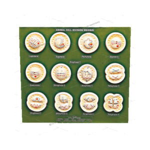 ANIMAL CELL DIVISION MEIOSIS