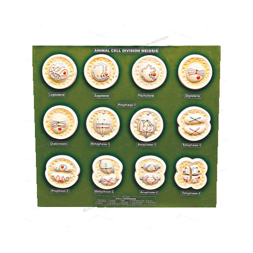 ANIMAL CELL DIVISION MEIOSIS